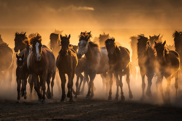 free horses, left to nature at sunset. cappadocia, turkey
