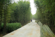 In The Thick Green Lush Bamboo Forest, An Old Woodcutter Lifted Bunches Of Felled Bamboo Branches And Arranged Them Beside The Road