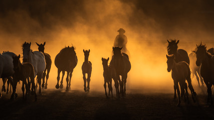 free horses, left to nature at sunset. cappadocia, turkey