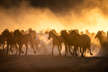 free horses, left to nature at sunset. cappadocia, turkey