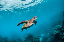 Green Sea Turtle Swimming Freely  In Clear Blue Ocean