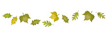 Set Of Green Autumn Leaves In The Wind On White Background Vector Illustration EPS10