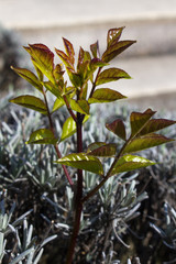 new young green leaves  spring tree power of nature circle