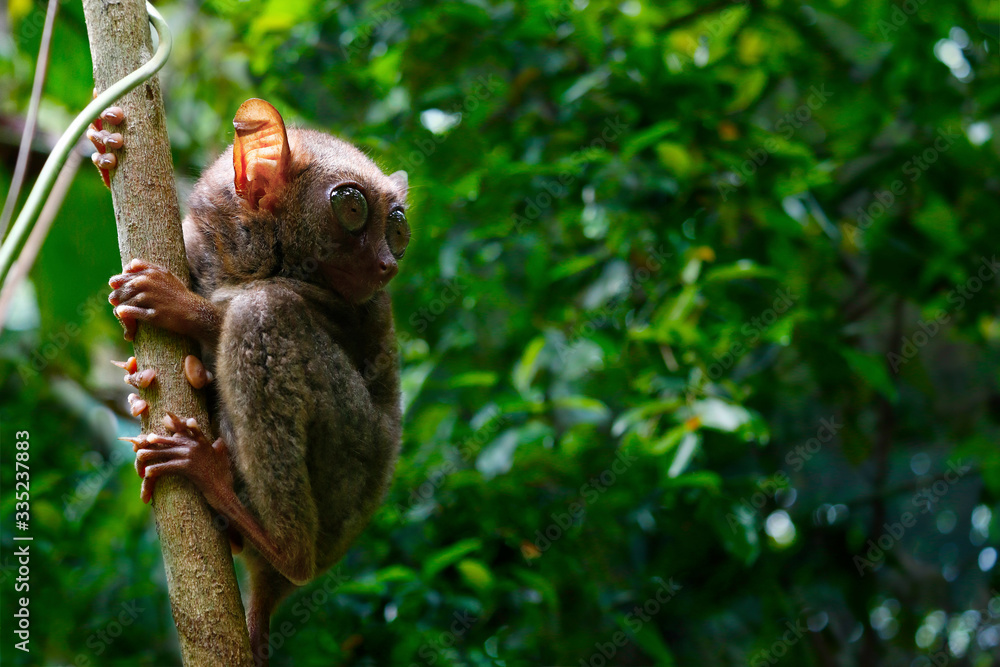 tarsier monkey in the rainforest of bohol in Philippines Stock Photo ...
