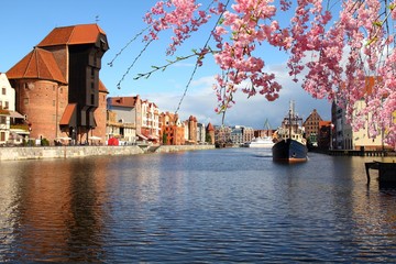 Wall Mural - Gdansk city, Poland. Cherry blossoms spring time.