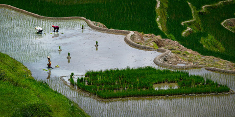 Poster - worker caring rice field in the area of banaue,in Philippines