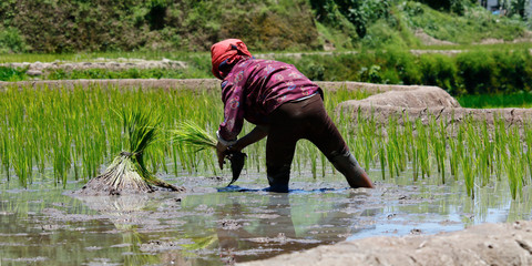 Sticker - worker caring rice field in the area of banaue,in Philippines