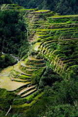 Sticker - rice field terrace in the area of banaue,in Philippines 