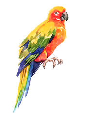 Watercolor hand painted exotic tropical parrots illustration set isolated on white background