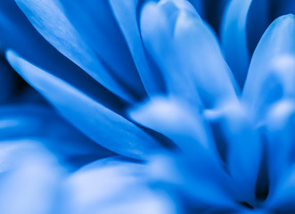 abstract floral background, blue chrysanthemum flower. macro flowers backdrop for holiday brand desi