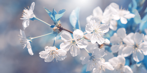 Wall Mural - cherry branch blossoms in the sunlight, beautiful abstract spring background, blue toned. selective 