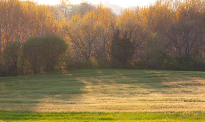 Campo al atardecer