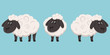 Set of sheeps in different poses. Farm animals in cartoon style.