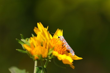 Wall Mural - white butterfly resting on yellow wild sunflower in summer