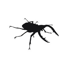 Illustration With Insect Big Beetle Isolated On White Background