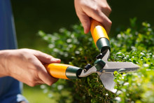 Trimming Hedge Row