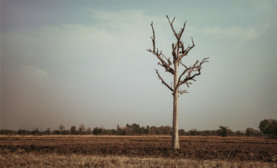 Wall Mural - dead tree, lonely in nature