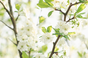  Plum tree branches with white flowers in spring orchard in backlight, soft focus
