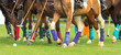 Polo horses run at the game. Big plan. Horses legs wrapped with bandages to protect against hammer kick. Ball took off in front of player. beginning of a game