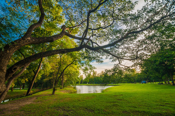 Green public park meadow blue sky for leisure