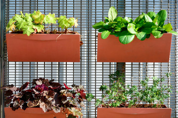 Planters attached to a fence. Orange flower pots with different plants. Plants planted in containers, vertical garden idea.