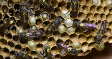 A Breathtaking Closeup Clip Of Wasps (polybia Paulista) Nest Busy Building Their Hive. Macro Shot Of Colony Constructing Nest In The Nature. Extreme Details.