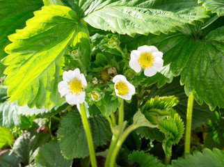 Wall Mural - Strawberry flower. Blossoming  of  strawberry.  Wild stawberry bushes.