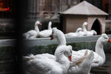 Fototapeta Uliczki - White geese in medieval old courtyard 