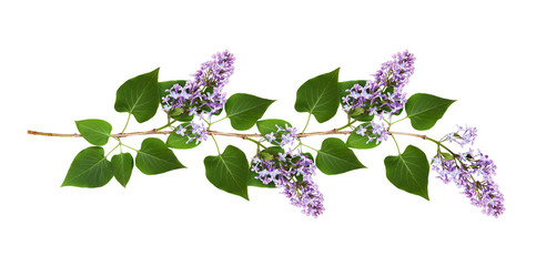  Lilac flowers and leaves in a line arrangement