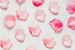 © Карина Желнина - Rose petals are pink, arranged on a white background. The concept of soft floral backgrounds, backgrounds for perfume and oils for a gentle aromatic