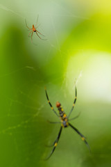 Close-up shot of big spider on a web. Green background. Wildlife nature of insects. Detail macro picture.