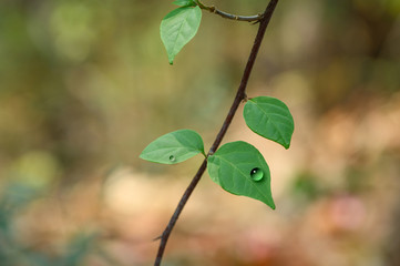 Wall Mural - green leaves on a branch