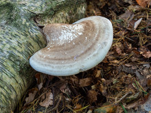 Large Bracket Fungus On A  Tree