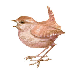 Bird wren watercolor painting illustration isolated on white background.