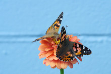 Two Butterflies On Orange Flower