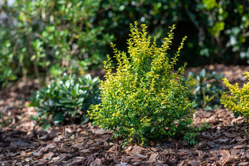 Wall Mural - Sunshine ligustrum, a small privet decorative shrub with bright yellow and lime leaves