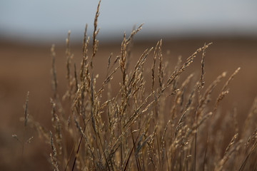 Naklejka na meble Bledow Desert  area of sands on the Silesia Highlands