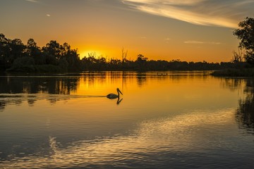 Sticker - Murray River Eucalyptus trees and Pelicans during the beautiful sunset