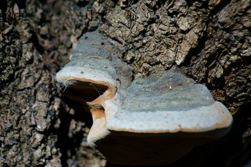 Poster - Mushroom on tree bark