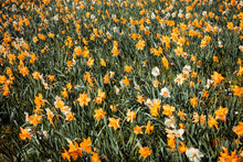 Field Of Colorful Yellow Spring Daffodils