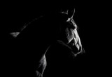 Fototapeta Konie - Andalusian horse silhouette in the low light on black background. Animal portrait with space for text.