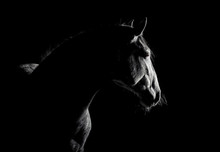 Andalusian Horse Silhouette In The Low Light On Black Background. Animal Portrait With Space For Text.