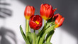Tulipan w bukiecie pięknie oświetlony