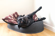 © Christine Bird - Staffordshire Bull Terrrier dog in a pet bed lying at an unusual angle with his legs stretched looking up towards the cieling.