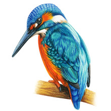Kingfisher Martin  Hand Drawn Bird Watercolor Colored Pencils