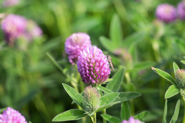 Wall Mural - Clover field. Flowering clover. Beautiful trefoil flowers on a green background. Medicinal plant.	