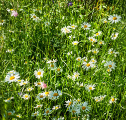 Chamomile on a background of pasture at sunset. White chamomile on green summer meadow