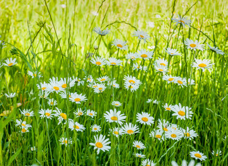 Fotomurales - White chamomile on green summer meadow