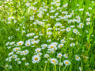 Fotomurales - Close up of White chamomile on green summer meadow
