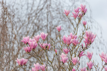 Canvas Print - Magnolia en fleur dans un jardin au printemps